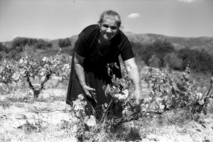 Vendemmia a Gudunie Guiovanni Francesco Loche, Vendemmia a Gudunie